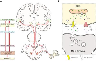 Corticofugal and Brainstem Functions Associated With Medial Olivocochlear Cholinergic Transmission